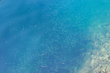 Group of small fish near shore coast shallow turquoise blue water