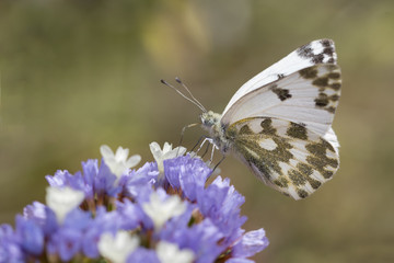 Bath White in purple