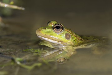 Frog close-up