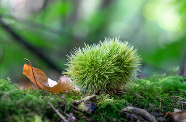 Sweet Chestnuts Lying on Ground