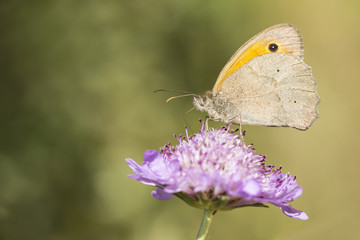 Meadow brown butterfly
