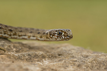 close-up of Montpellier snake