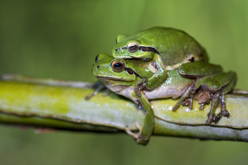 Mediterranean tree frog couple