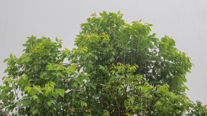 heavy wind on the tree in rainy day