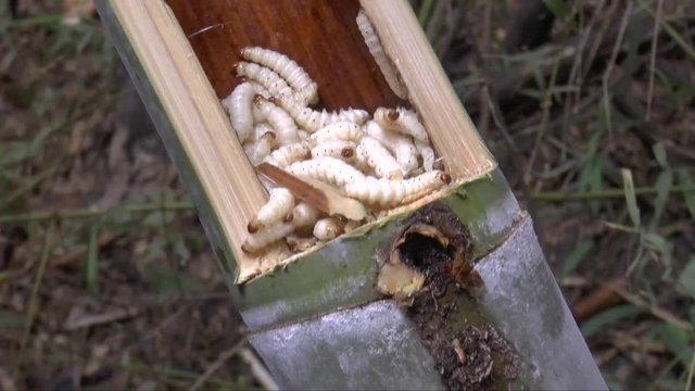 People find bamboo worms to eat. this is traditional entomoghagy life of Thai people in Northern Region.  It's pupae in bamboo or Scientific name Omphisa fuscidenttalis Hampson. it is the most expensi
