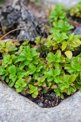 Small plants in a pot