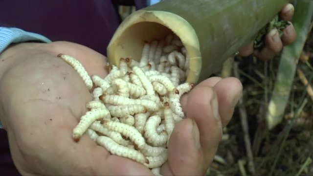 People find bamboo worms to eat. this is traditional entomoghagy life of Thai people in Northern Region.  It's pupae in bamboo or Scientific name Omphisa fuscidenttalis Hampson. it is the most expensi