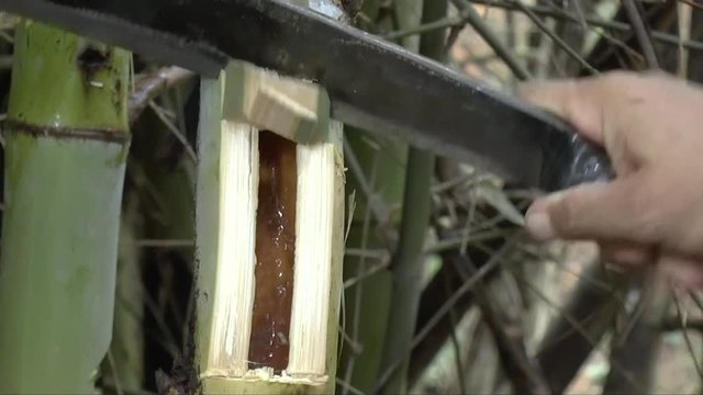 People find bamboo worms to eat. this is traditional entomoghagy life of Thai people in Northern Region.  It's pupae in bamboo or Scientific name Omphisa fuscidenttalis Hampson. it is the most expensi