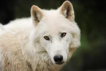 Papier Peint photo autocollant Loup Loup blanc