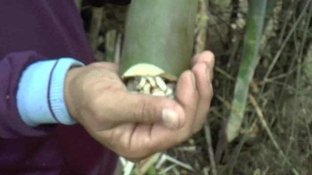 People find bamboo worms to eat. this is traditional entomoghagy life of Thai people in Northern Region.  It's pupae in bamboo or Scientific name Omphisa fuscidenttalis Hampson. it is the most expensi