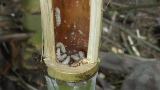 People find bamboo worms to eat. this is traditional entomoghagy life of Thai people in Northern Region.  It's pupae in bamboo. it is the most expensive edible insects.