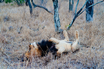 South Africa medium distance shot of a lion relaxing on savannah. Kapama private game reserve. South Africa.