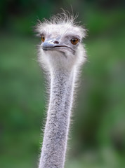 Ostrich close up portrait  