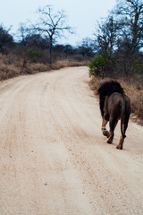 Fototapeta na wymiar South Africa lion walking alone at dusk on savannah. Kapama private game reserve. South Africa.