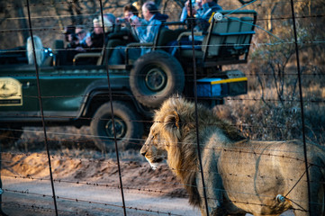 Male adult lion followed by a tourist 4x4 jeep stopping watching from a park fence. Kapama private game reserve near the Kruger national park. South Africa