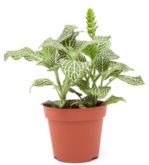 Houseplant fittonia