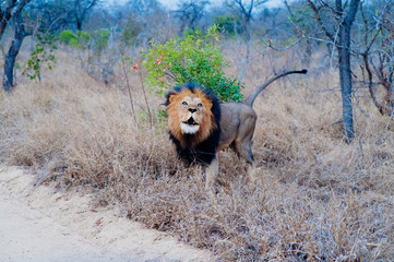 Obraz premium South Africa medium distance shot of a lion relaxing on savannah. Kapama private game reserve. South Africa.