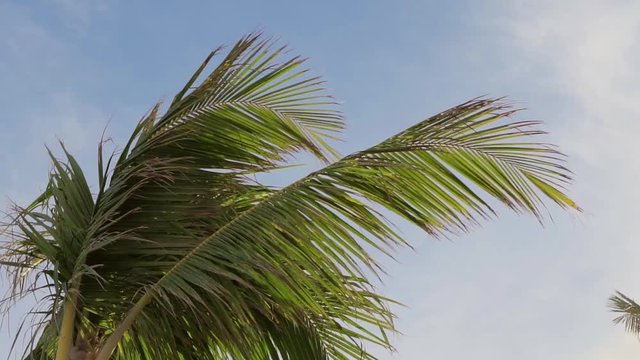 Top of tropical palm in windy weather, view on background of summer blue sky. Resort area in summertime, close-up of tree leaves