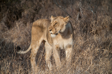 South Africa extremely closeup of a lioness relaxing on savannah at dusk. Kapama private game reserve. South Africa.