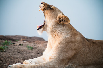 South Africa closeup of a lioness screaming on savannah at dusk. Kapama private game reserve. South...