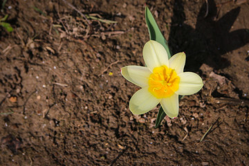 yellow daffodil in the flowerbed