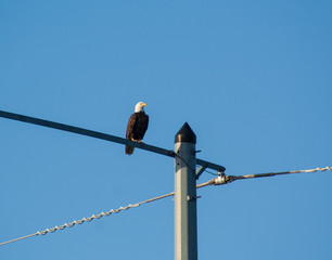 Eagle