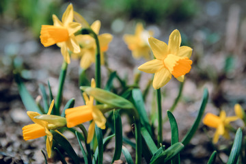 yellow daffodil in the flowerbed