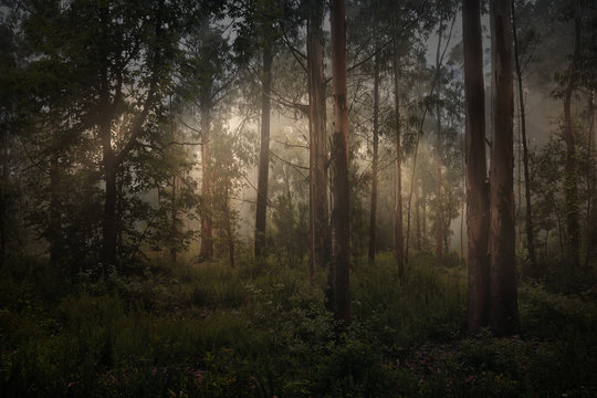 Fototapeta Magic foggy forest
