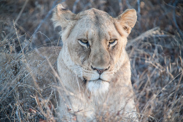 South Africa extremely closeup of a lioness relaxing on savannah at dusk. Kapama private game reserve. South Africa.