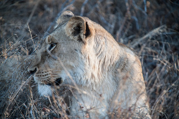 South Africa extremely closeup of a lioness relaxing on savannah at dusk. Kapama private game reserve. South Africa.