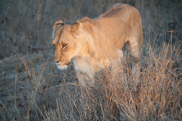 South Africa extremely closeup of a lioness relaxing on savannah at dusk. Kapama private game reserve. South Africa.