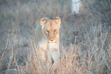 South Africa extremely closeup of a lioness relaxing on savannah at dusk. Kapama private game reserve. South Africa.
