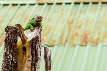 Iguana perched on a dead tree trunk