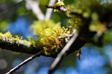 Gorgeous Green Moss with a Blurred Background