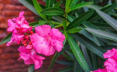 Pink oleander flowers with green leaves in the park