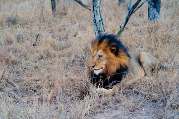 Naklejka premium South Africa medium distance shot of a lion relaxing on savannah. Kapama private game reserve. South Africa.
