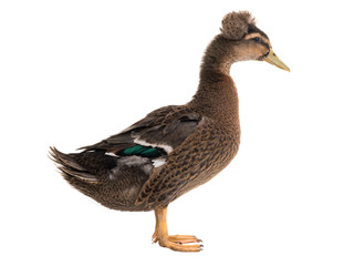 male brown duck isolated