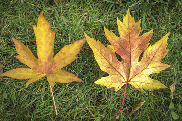 Two carved very similar yellow autumn leaves. On the left is a Liquidambar styraciflua leaf, on the right is a maple Acer saccharinum leaf.