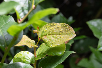 Gorgeous Green Leaf with Dew