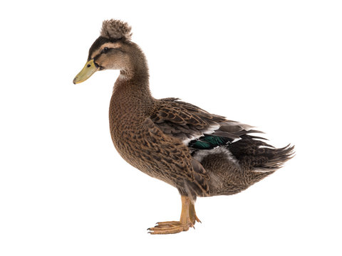 brown  duck isolated