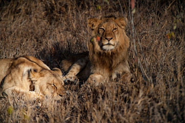 Naklejka premium Couple of South Africa lions relaxing on the savannah. Kapama private game reserve