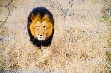 South Africa extremely closeup of a lion relaxing on savannah. Kapama private game reserve. South Africa.
