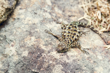Lizard on a rock