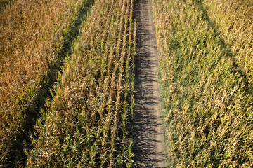 View of a field of corn © fotografiche.eu