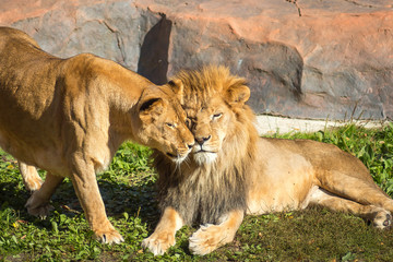 loving lion couple