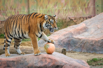 tiger with pumpkin