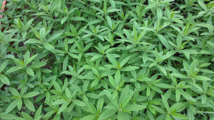row of green plantation in the garden