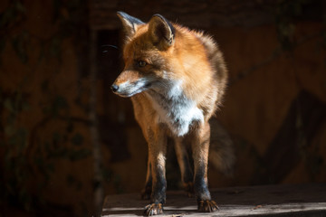 fox on a dark background