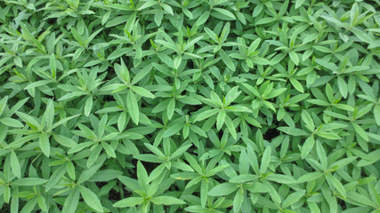row of green plantation in the garden