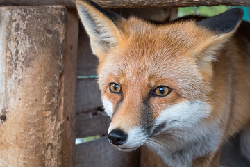 Obraz premium fox on the hunt